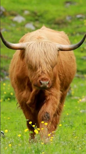 Sing Along to Old MacDonald Had a Farm! 🐮 #cocomelon #shorts #animals