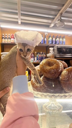 Meet Grams!!! Our accidently new em-paw-yee!😂✨ We became obsessed with this trend when we saw a reel by @er.dvm and hopped on the trend along with our new kitten boy Gramzeee aka Grams!✨ He loves work as much as he loves his hoomans. (Joke! He only loves to roll in his litter until hooman catches hold of him to do these trends)😂❤️ He is smol boy who was found during heavy rains in the middle of the traffic, malnourished. We named him Grams for the very reason that he weighed less than a gram w