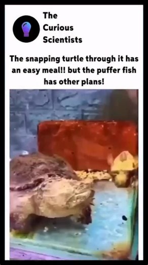 Science | Interesting | How it works on Instagram: "🐢⚡ Snapping Turtle vs. Puffer Fish – A Wild Twist! 🐡🎭 A snapping turtle, armed with a lightning-fast bite, locks onto what seems like an easy meal—a puffer fish. But what happens next is unbelievable! 😲🔥 🐡💨 The puffer fish instantly inflates, transforming from a small, vulnerable snack into a spiky, ungraspable balloon! 🎈🦠 This incredible defense mechanism leaves the predator stunned and empty-jawed. 🌊 Nature’s survival game at its fi