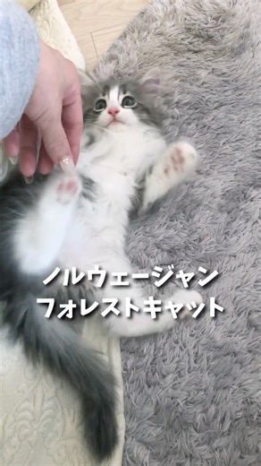 子猫の成長動画🎥 #ノルウェージャンフォレストキャット #子ネコ #猫のいる暮らし