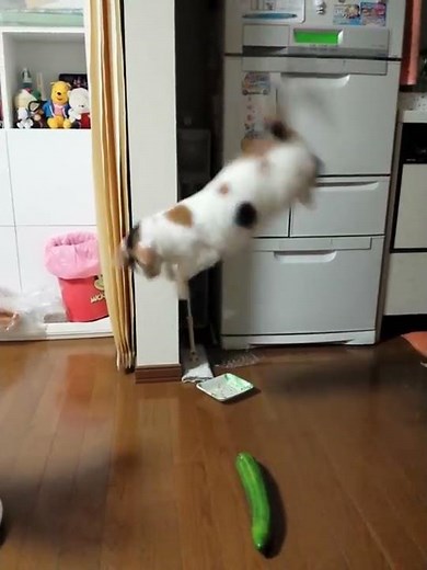 きゅうりにびっくりする猫
