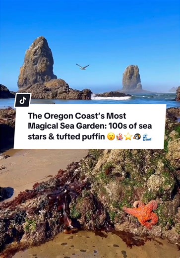 Cannon Beach: Explore Oregon's Magical Tide Pools