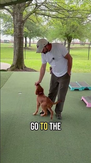 "Potty Training: The #1 Mistake Dog Owners Make and How to Fix It "