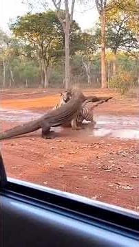 Tiger vs Komodo Dragon 😱 | Jungle’s Most Unexpected Face-Off! #animals#shorts #yt