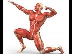 Sistemul muscular BAC BIOLOGIE 2020