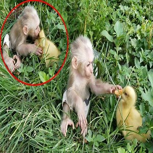 240K views · 1.1K shares | Baby Monkey and sweet friendship with ducklings 殺❤️ | Monkey Story | Facebook