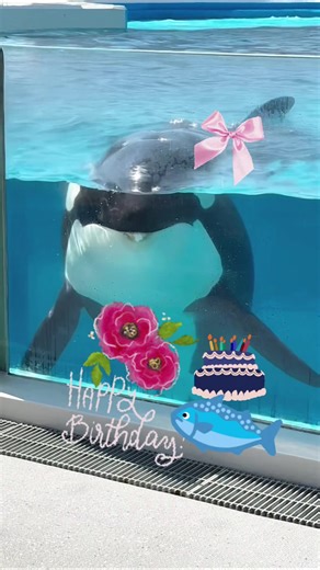 ララちゃんの25歳誕生日を祝う🐟🎉