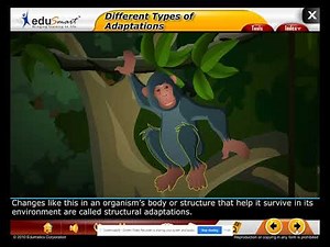 Structural Adaptations of Animals