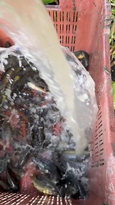 Amazing Climbing and Native Fish Catching from Pond #reels | Extreme Fish World