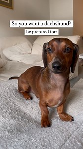 Naughty & dramatic!! 🤣🐶🌭 • • • • • • • #dachshund #dachshundofinstagram #miniweenie #weeniedog #weeniesofinstagram #weeniedogsofinstagram #dogsofinstagram #dappledachshund #dappledoxie #puppy #wienerdogsdoingthings #doxie #pup #doginfluencer #cutedog #pupfluencer #florida #tampa #tampapup #tampadoxie #tampadachshund #floridadoxie #jewishdog | Sprinkles the Weenie