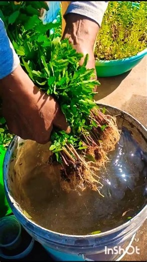 Harvesting Time #shorts #terrace greenery #harvesting