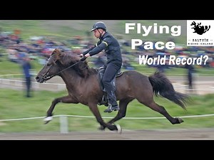 Amazing Flying Pace Ride At Landsmót at Holar In Iceland !