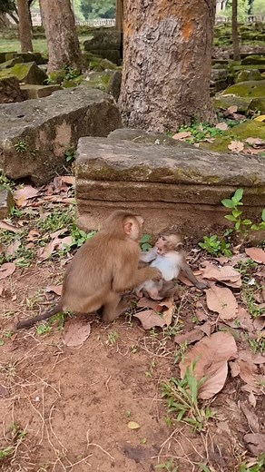 739K views · 2.8K reactions | Lovely baby monkey  #monkey #babymonkey #reelvideos #photographychallenge | Donald KH1 | Facebook