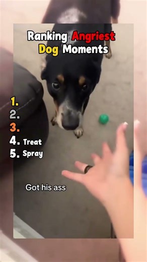 Ranking the angriest dog moments! #viral #funny #dog #pets #shorts