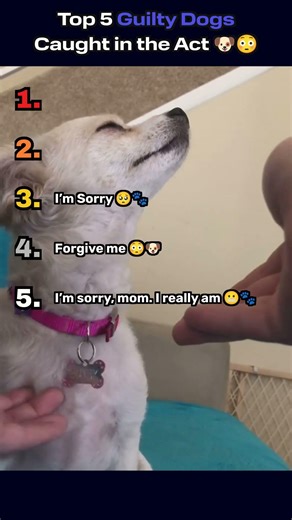 Top 5 Guilty Dogs Caught in the Act 🐶😳output