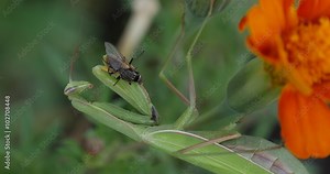 Fly is in Praying Mantis Legs Mantis Religiosa is Holding the Fly Green Mantis Is Sitting On The Marigold Flower Orange Flower