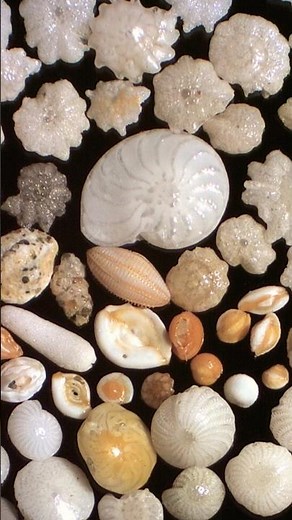 Do you know Chalk is made out of Fossils? #funfacts #fossils