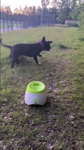 Interaktives Hundespielzeug mit 3 Tennisbllen Verstellbarer Ballwe...