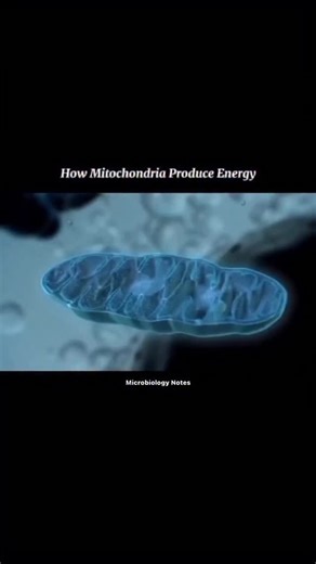 Unidad Biotecnologia on Instagram: "Las mitocondrias suelen denominarse la central eléctrica de la célula porque generan la mayor parte del suministro de trifosfato de adenosina (ATP) de la célula, que se utiliza como fuente de energía química. Tienen su propio ADN y se replican de forma independiente dentro de las células. Fuente: Reposted from @microbiologynotes #saludybienestar #microbiologia #biotecnologia #bioanalistas #farmacia #Universidad #ucv #usm #ula #quimica #ingenieriaquimica #bioqu