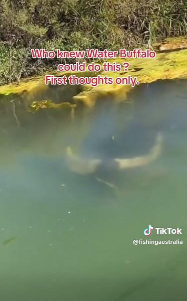 😳 Insane new footage! #Fishing #Wildlife #outdoors #Nature of #Australia #FYP