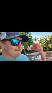 1.1K views · 32 reactions | We recently visited SeaWorld Orlando and took advantage of the new FLAMINGO UP CLOSE Tour. 囹殺囹 Note Alvin's affection for Tyler!! ❤️ We highly endorse the tours at SeaWorld, offering both educational value and enjoyable interactions with the animals! #seaworldorlando #seaworld #flamingo #flamingos #justoutnabout | Just Out 'n About | Facebook