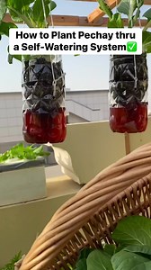 5.1K views · 188 reactions | PAANO MAGTANIM NG PECHAY SA MGA RECYCLED BOTTLES thru a Self-Watering System! Here’s the complete video tutorial for your reference: https://youtu.be/mubSzzr_FCs | Vegetable Gardening and More | Facebook