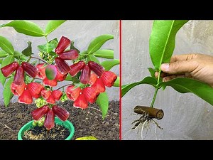 How to propagate wax apple from cutting-crafting idea wax apple and get the best fruit wax apple