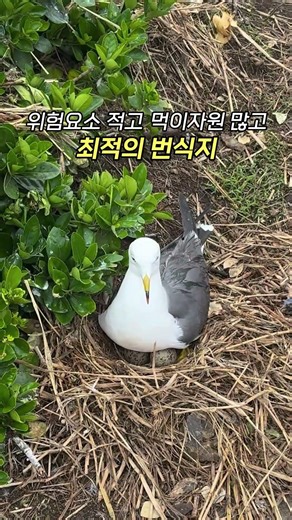 한려해상국립공원 홍도에서 만난 괭이갈매기 #괭이갈매기 #홍도 #한려해상 #기후행동