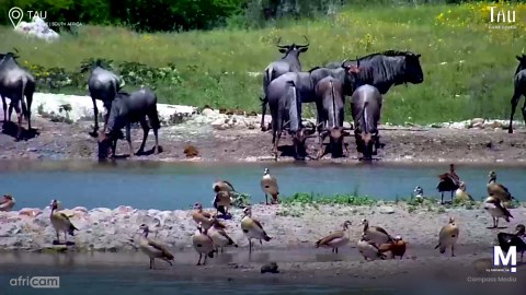 Krokodilen går till plötslig attack - gnu hinner undan i sista sekund