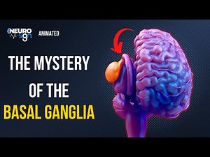 The Surprising Secret Of The Basal Ganglia Explained - Animated Neuroscience