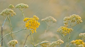 Beautiful field with Blooming Curry plant in rural countryside. Healthy herb Helichrysum italicum at sunrise, morning light.