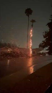 Palm Tree Catches Fire After Lightning Strikes During Monsoon Thunderstorm
