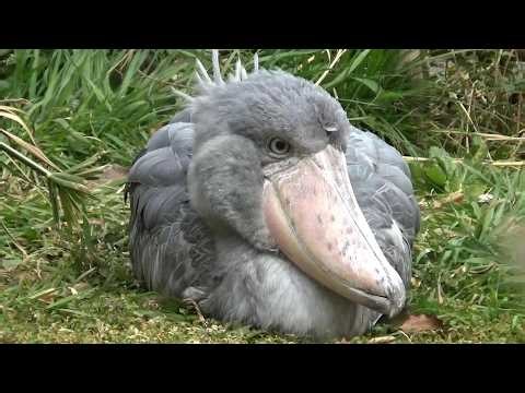 ハシビロコウ可愛い❤ Cute shoebill #178【Cute animal videos】