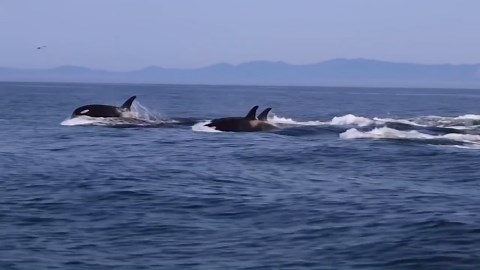 Orca whales jump from ocean in breathtaking natural display