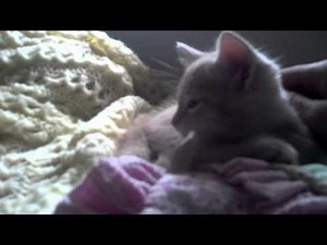 How to Put a Hyper Kitten to Sleep