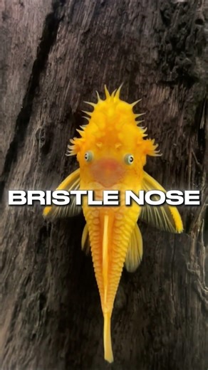 Why Plecos Survive When Others Don’t