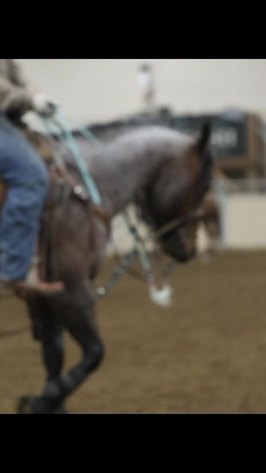 Two C Ranch Horses on Reels