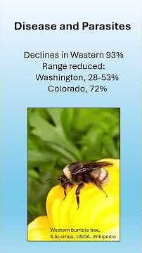 Bumble Bee Facts: Disease and Parasites