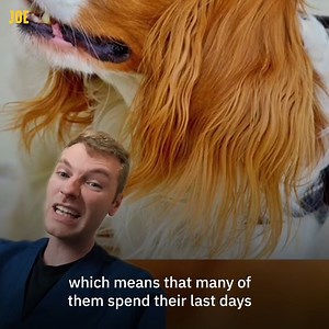 405K views · 1.7K reactions | Which dog should you never get?  This vet reveals the five worst dog breeds for your wallet  | JOE.co.uk | Facebook