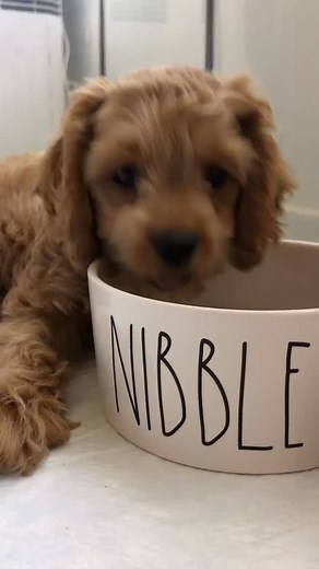 pov this is your morning every morning 🥺 . . #cockapookona #konathecockapoo #goldendoodle #cockapoo #minigoldendoodle #puppy #goldendoodlesofinstagram #dogs #funnydogs #doodles #puppiesofinstagram #sf #bayarea #dogsofinstagram #fluffydogs #puppyvideos #funnydogvideos #dogvideos #hypoallergenic #cutepuppies #igreels #emotionalsupportdogs #funnydogs #hypoallergenicdogs #fluffypup #asmr #dogasmr #asmreating #throwback #babykoni | Kona The Cockapoo