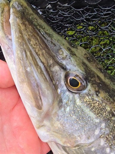 Handmade Alien Predator Lures for Fishing