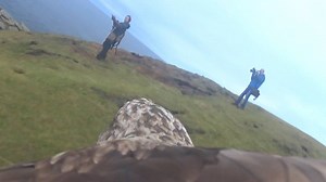 Explore stunning British cliffs from the POV of an eagle! | National Geographic Animals
