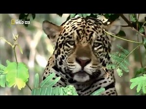 HD Nature Wildlife Documentary New 2018 Nat Geo Wild Animals BBC