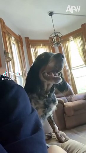 That SCREAMMM 👀 #dog #scare #reaction #jumpscare #surprise #scream #afv