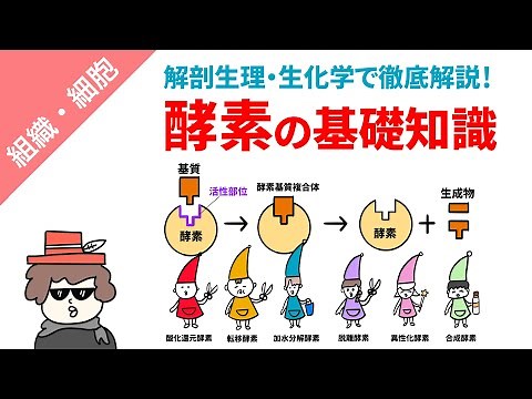 酵素の基礎知識（特徴・役割・補因子・分類）