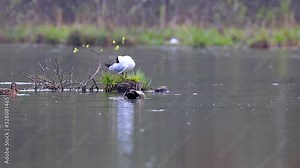 The gadwall (Mareca strepera) is a common and widespread dabbling duck in the family Anatidae. gadwall (Mareca strepera).