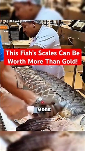 The Giant Fish With Bulletproof Scales