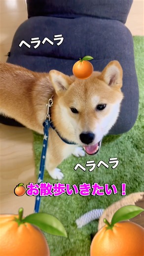 【往復爆走w】レターパックを出したいだけなのに…ポストまで行きも帰りも全力ダッシュする柴犬が可愛すぎた 2026年9月18日