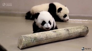1.3K shares · 218 comments | WATCH: The adorable 4-month old giant panda cubs from the The Toronto Zoo are beginning to really get the whole "walking thing" down pretty well! | Good Morning America | Facebook