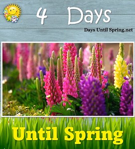 The Countdown to Spring 💛🌈🌷 🌈 👉 https://daysuntilspring.net 👈 🌸 . #Spring #Spring2025 #SpringCountdown #countdown #sunandfun #CountdowntoSpring | Spring Countdown